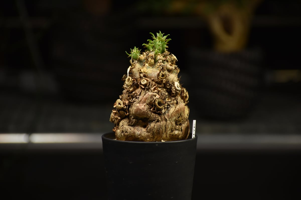 Euphorbia mlanjeana ユーフォルビア ムランジーナ 発根済現地株