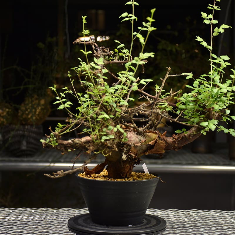 種子2粒 コミフォラ プラニフロンス Commipha planifrons 種子2粒 コミフォラ プラニフロンス Commipha planifrons - メルカリ