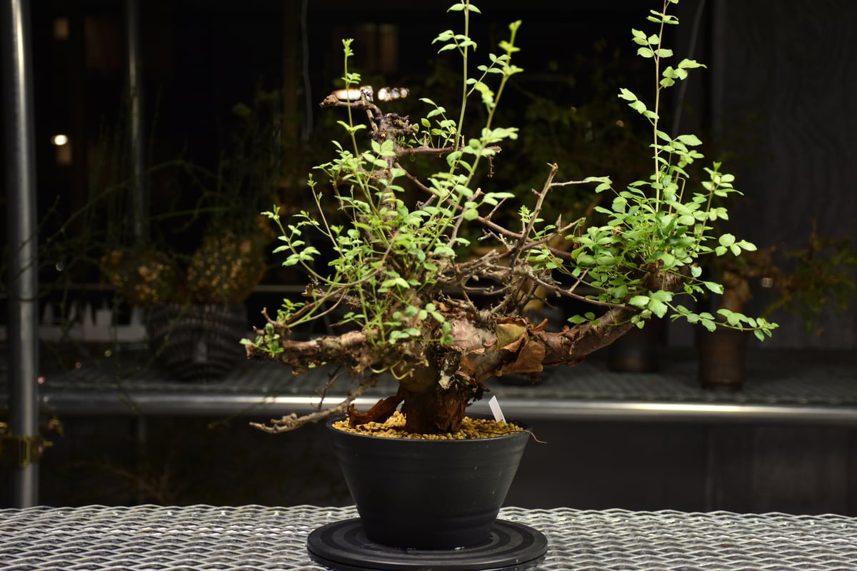 Commiphora Boranensis コミフォラ ボラネンシス 発根済現地株