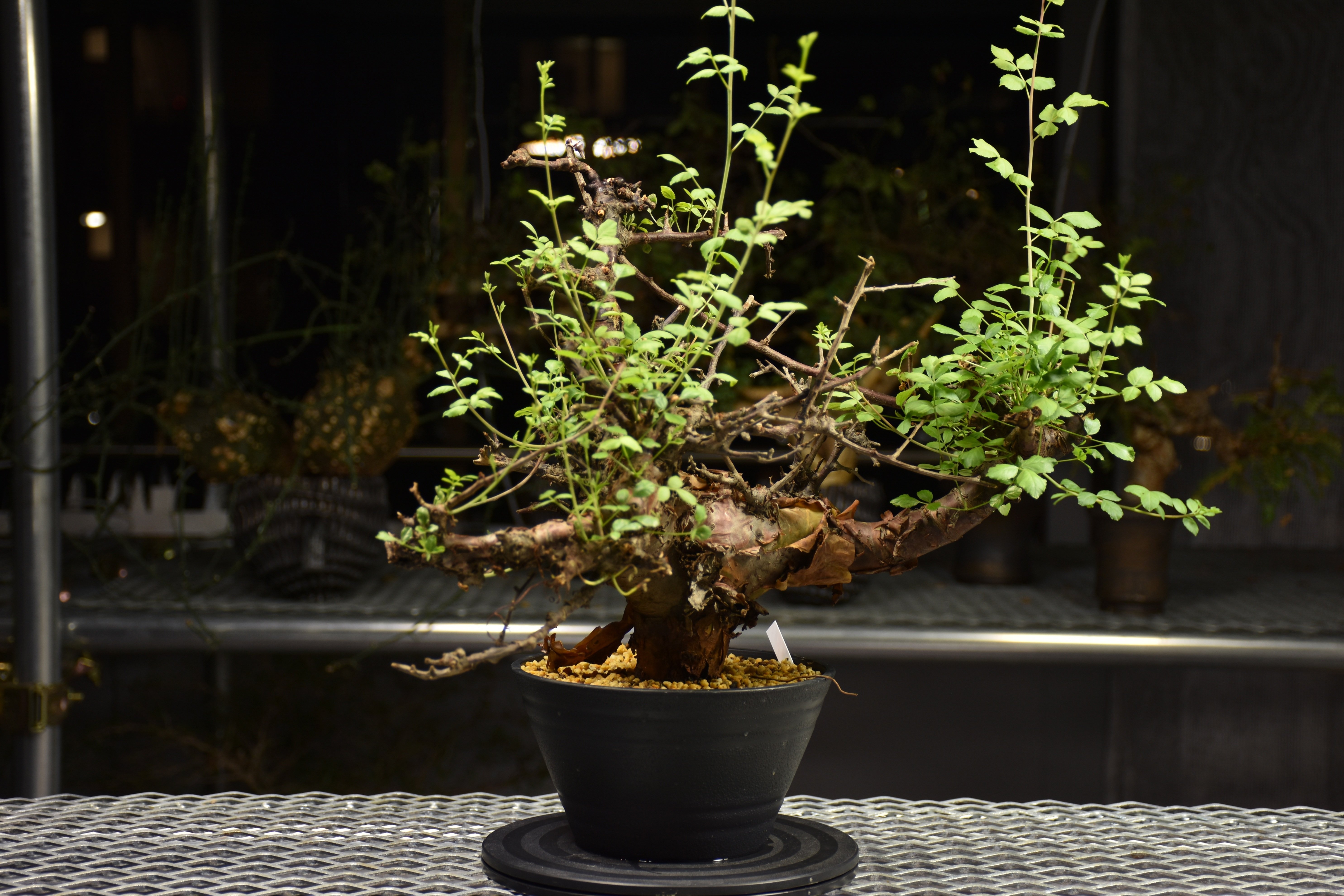 Commiphora Boranensis コミフォラ ボラネンシス 発根済現地株 F19 |