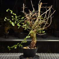 Commiphora habessinica コミフォラ ハベシニカ 発根済現地株 H9