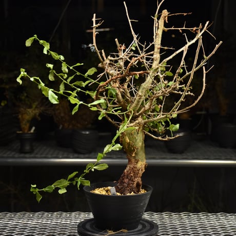 ホルトジアナ | STORES