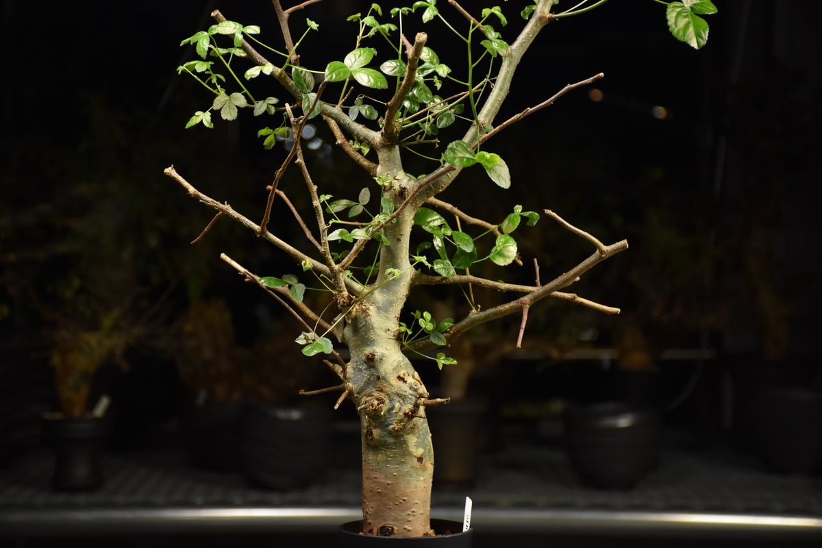 Commiphora holtziana コミフォラ ホルトジアナ 発根済現地株 H28 |
