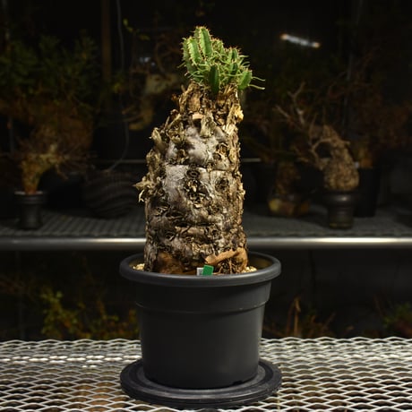 Euphorbia mlanjeana　ユーフォルビア ムランジーナ 発根済現地株 I42