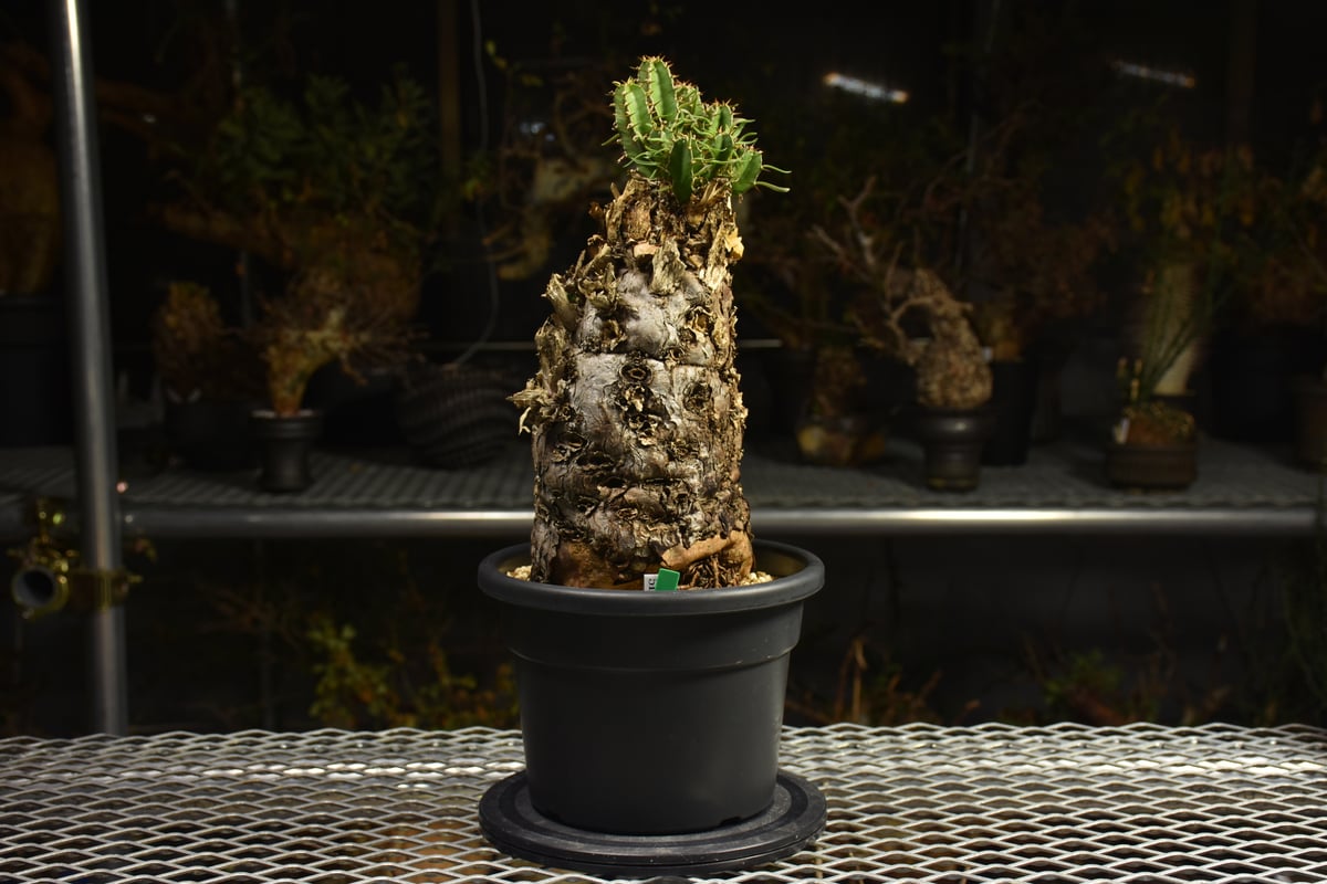 Euphorbia mlanjeana ユーフォルビア ムランジーナ 発根済現地株 I42 |
