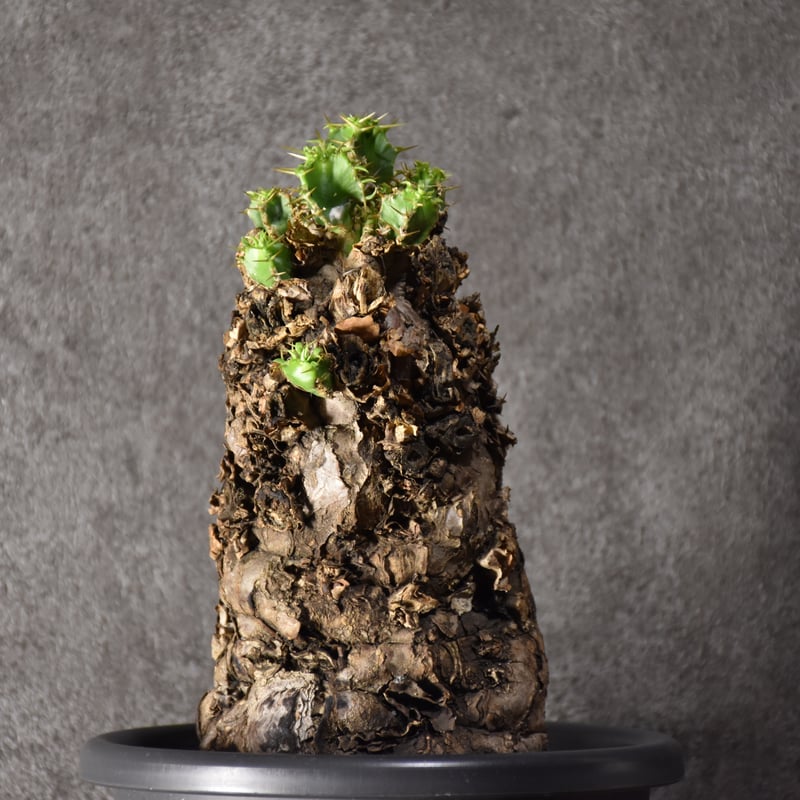 Euphorbia mlanjeana ユーフォルビア ムランジーナ 発根済現地株