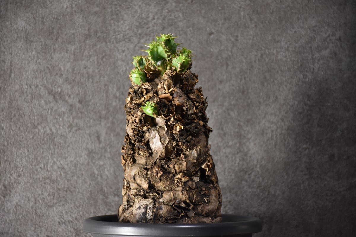 Euphorbia mlanjeana ユーフォルビア ムランジーナ 発根済現地株 Euphorbia mlanjeana ユーフォルビア ムランジーナ 発根済現地株