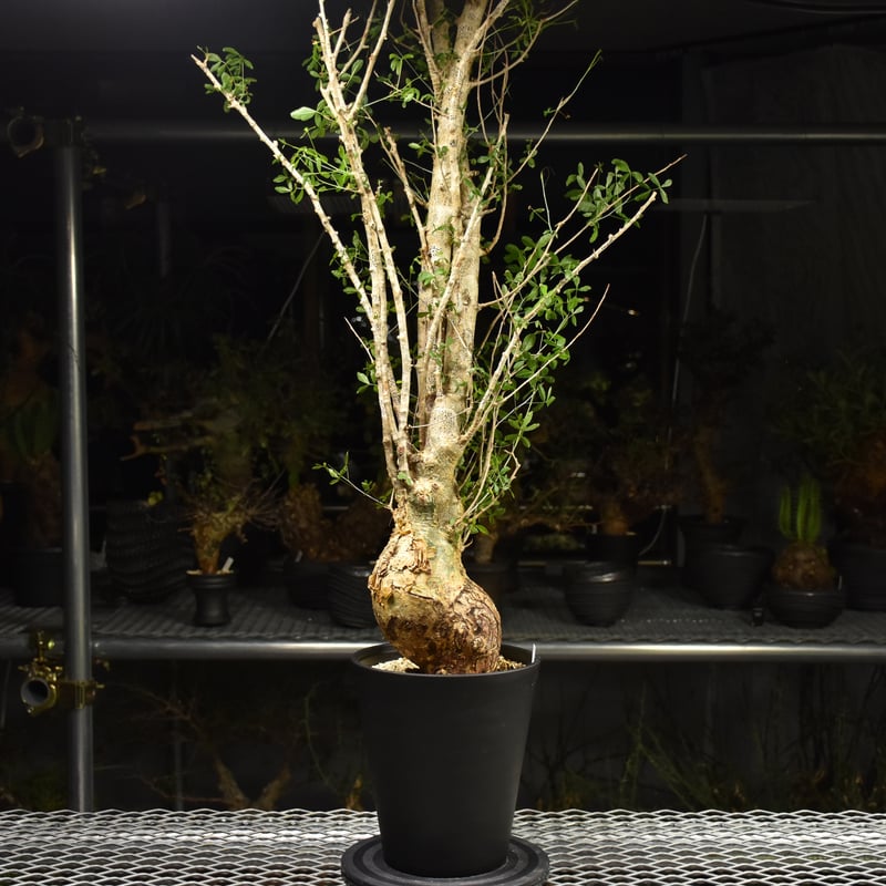 Commiphora humbertii コミフォラ フンベルティ 発根済現地株 I10 送料