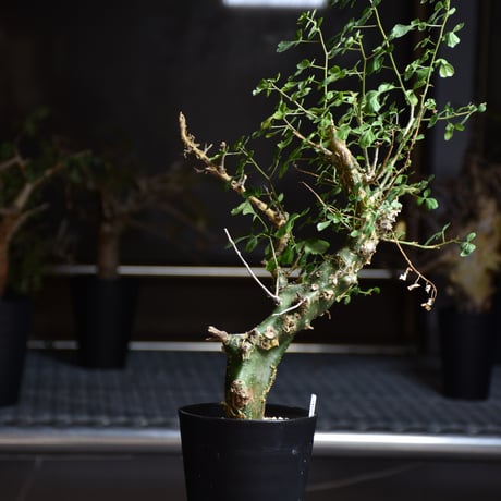 Commiphora campestris var. campestris コミフォラ カンペストリス 発根済現地株 B2