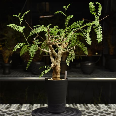 Boswellia neglecta　ボスウェリア ネグレクタ　発根済現地株　H12