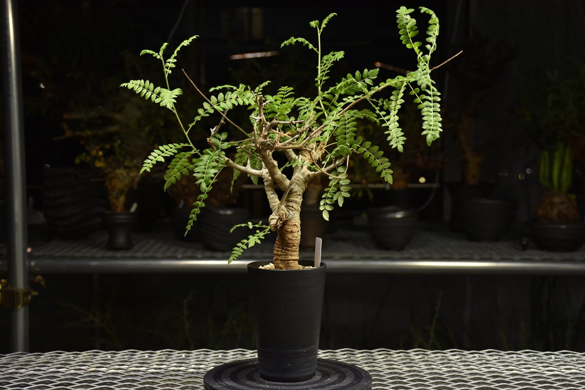Boswellia neglecta ボスウェリア ネグレクタ 発根済現地株 H12 | BO