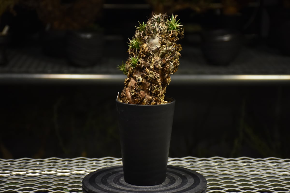 Euphorbia mlanjeana ユーフォルビア ムランジーナ 発根済現地株 I35 |