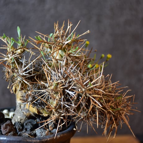 Othonna euphorbioides　オトンナ ユーフォルビオイデス　発根済現地株 #1