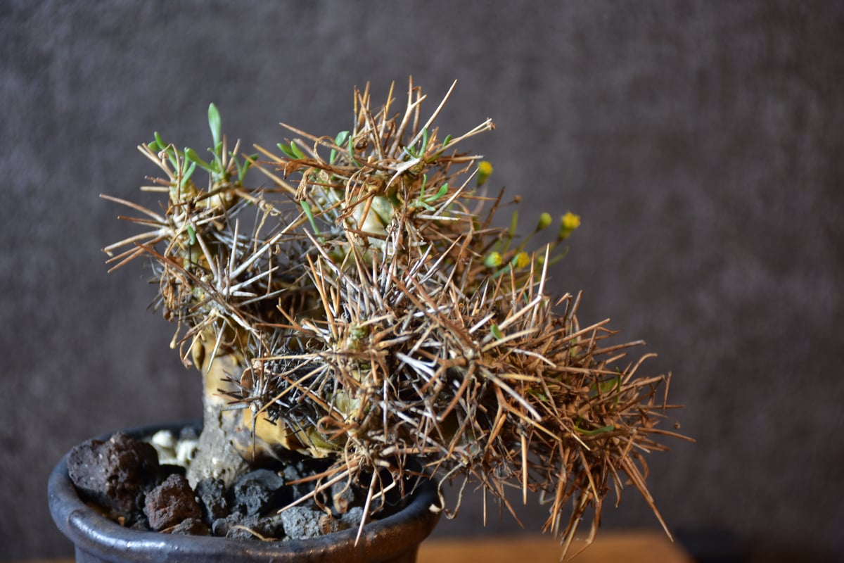 Othonna euphorbioides オトンナ ユーフォルビオイデス 発根済現地株 #1