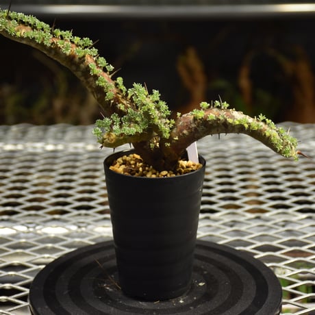 Monsonia herrei　モンソニア ヘレー　発根済現地株 6Bb12