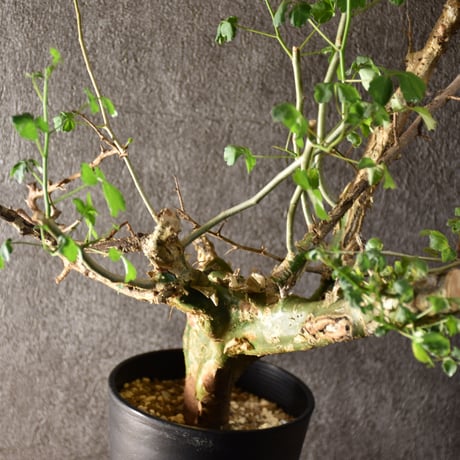 Commiphora campestris var. campestris コミフォラ カンペストリス 発根済現地株 #2