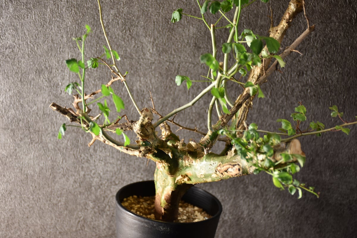 n*o様 特大 コミフォラ カンペストリス Commiphora Campest Commiphora campestris var. campestris コミフォラ カンペ