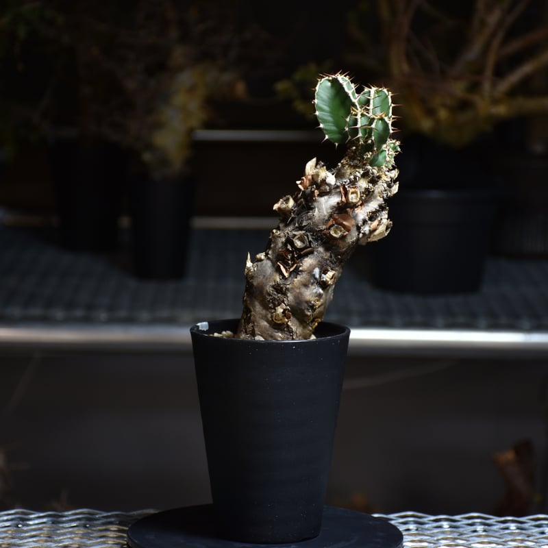 Euphorbia mlanjeana ユーフォルビア ムランジーナ 発根済現地株 #14 |