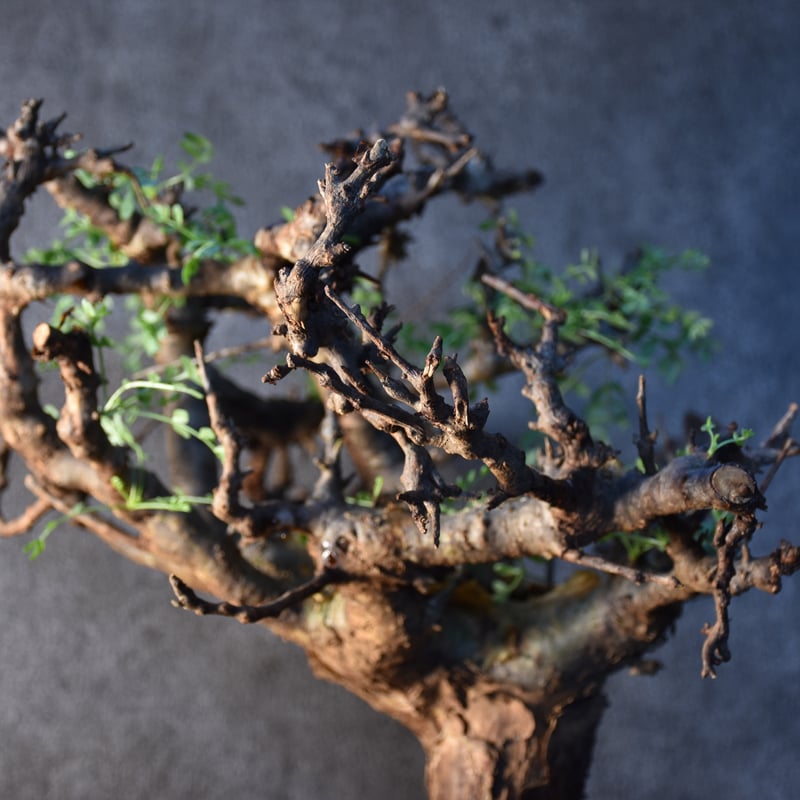 Commiphora pinnate leaves コミフォラ ピンネイトリーブス 発根