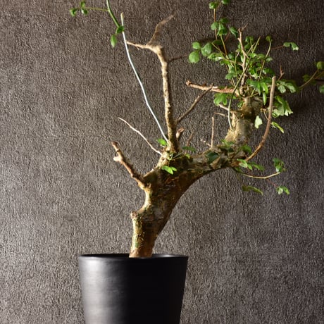 Commiphora campestris var. campestris コミフォラ カンペストリス 発根済現地株 #1