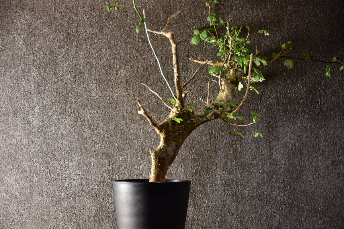 Commiphora campestris var. campestris コミフォラ カンペ