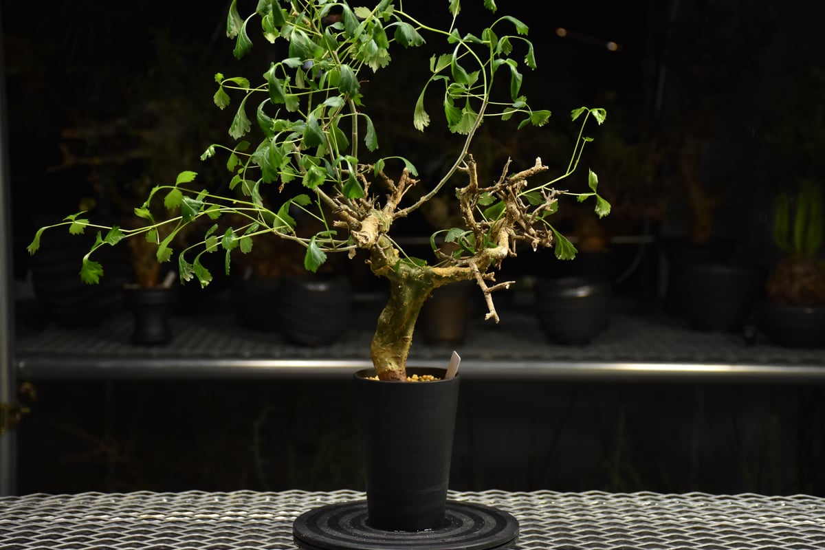 n*o様 特大 コミフォラ カンペストリス Commiphora Campest n*o様 特大 コミフォラ カンペストリス Commiphora Campest Commiphora