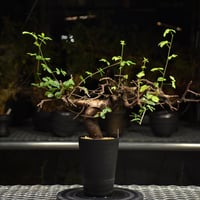 Othonna euphorbioides オトンナ ユーフォルビオイデス 発根済現地株 #1