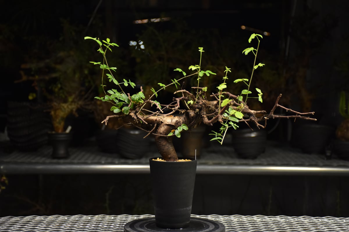 コミフォラ　ボラネンシス　現地球良型　発根済み コミフォラボラネンシス | STORES