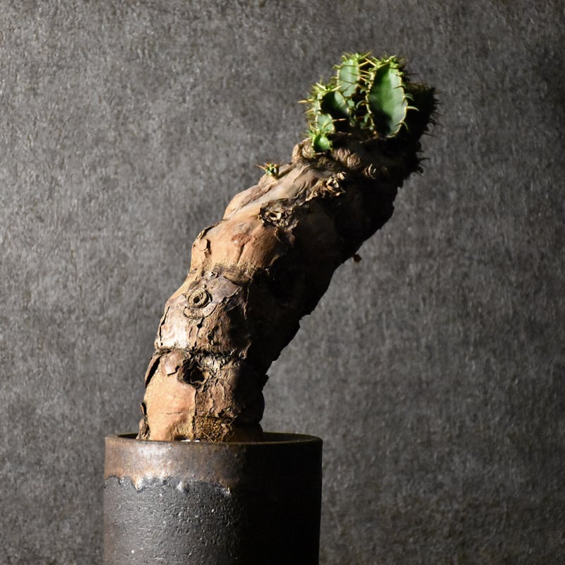 Euphorbia mlanjeana ユーフォルビア ムランジーナ 発根済現地株