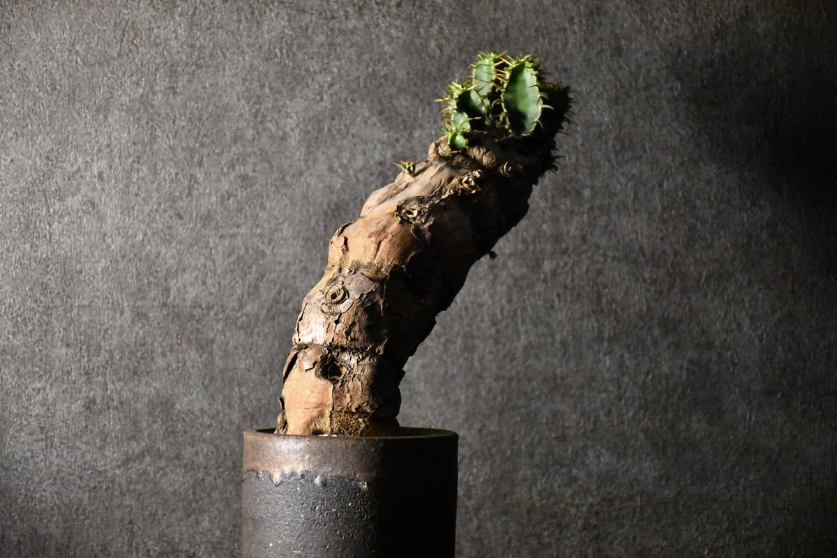 Euphorbia mlanjeana ユーフォルビア ムランジーナ 発根済現地株 #1 |