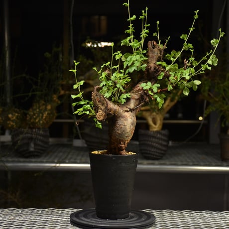 Commiphora Boranensis　コミフォラ ボラネンシス　発根済現地株　F20