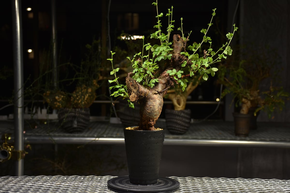bon 25様　 コミフォラ　フンベルティ　現地球　発根済 Commiphora holtziana コミフォラ ホルトジアナ 発根済現地株 B4
