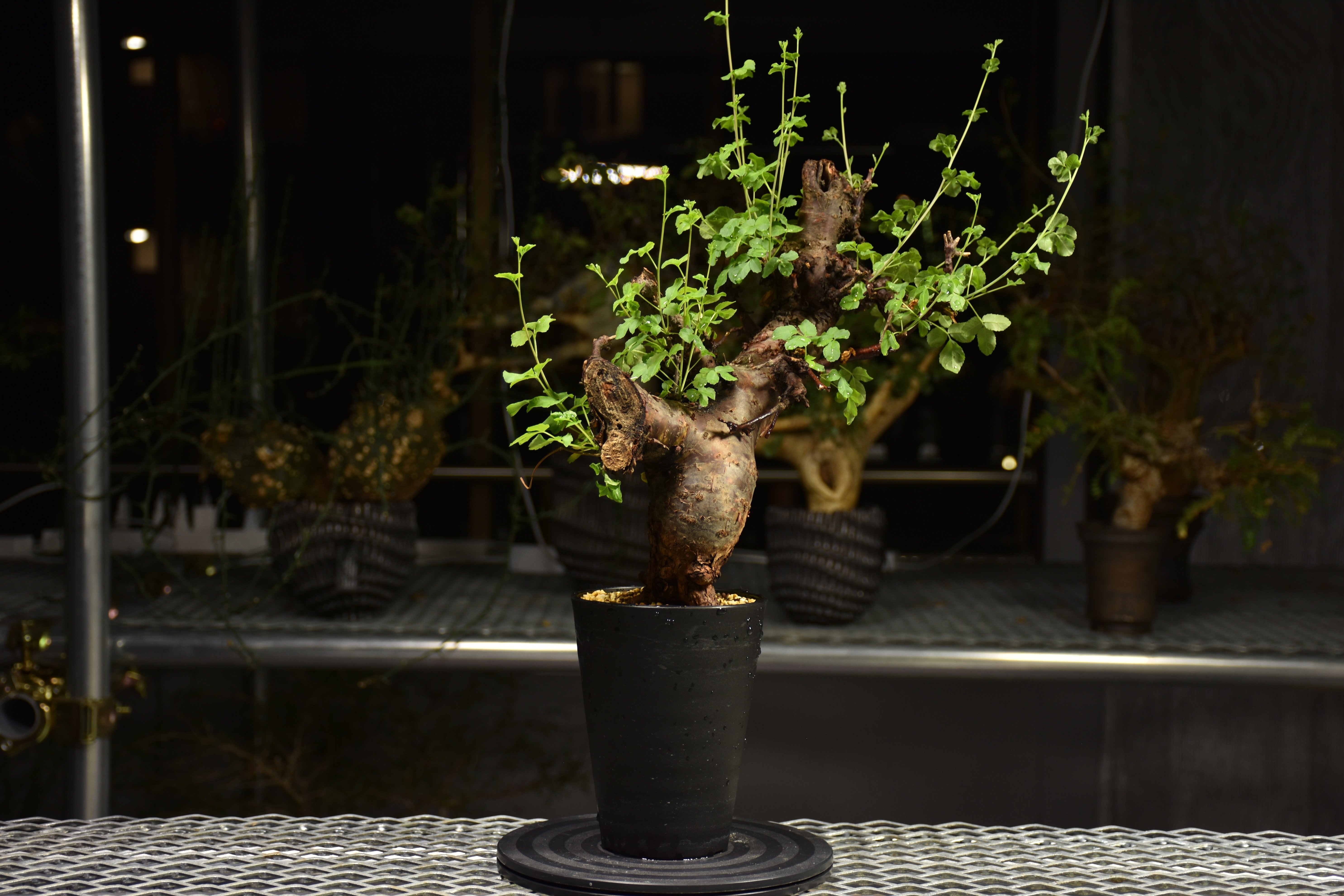 Commiphora Boranensis コミフォラ ボラネンシス 発根済現地株 F20 |
