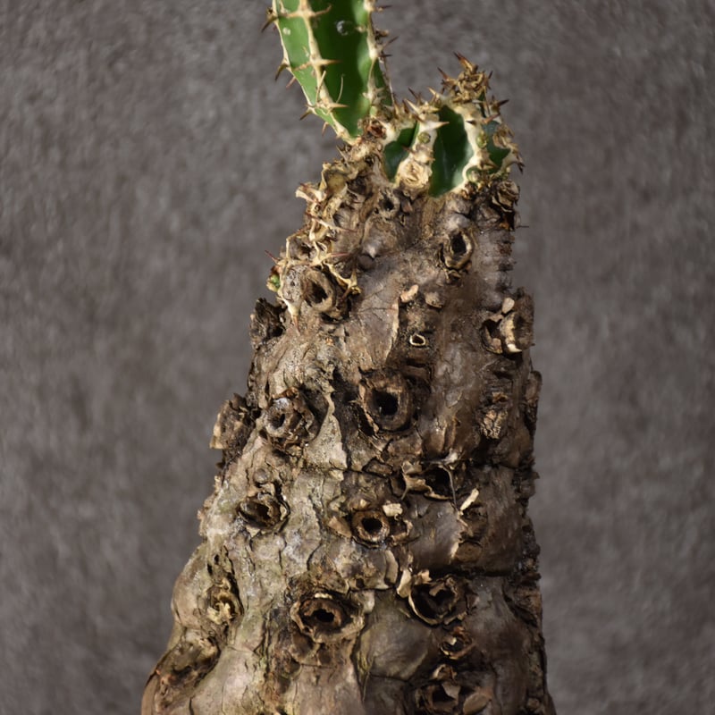 ムランジーナ　現地球発根済 Euphorbia mlanjeana ユーフォルビア ムランジーナ 発根済現地株 #7 |