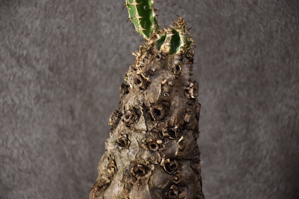 Euphorbia mlanjeana ユーフォルビア ムランジーナ 発根済現地株 #7 |