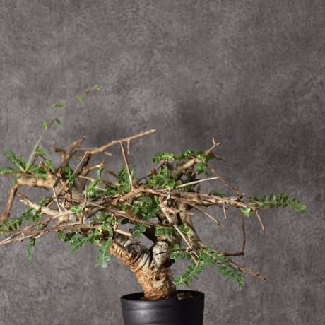 Boswellia neglecta　ボスウェリア ネグレクタ　発根済現地株　#8