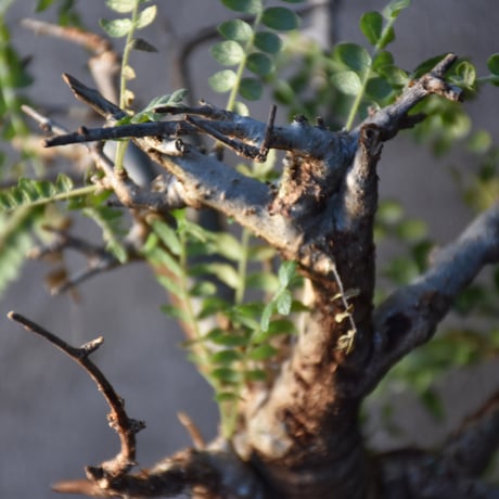 Boswellia neglecta　ボスウェリア ネグレクタ　発根済現地株　#2