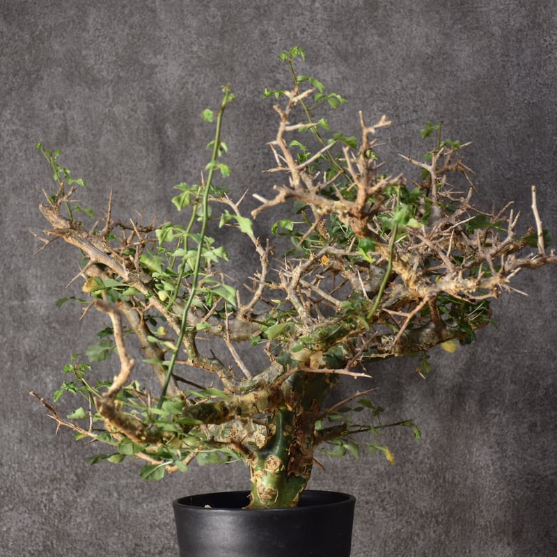 n*o様 特大 コミフォラ カンペストリス Commiphora Campest 塊根植物専門『ハコネコオークション』開催中