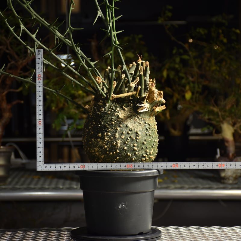 Adenia grobosa アデニア グロボーサ 発根済現地株 D29 | BONDEX