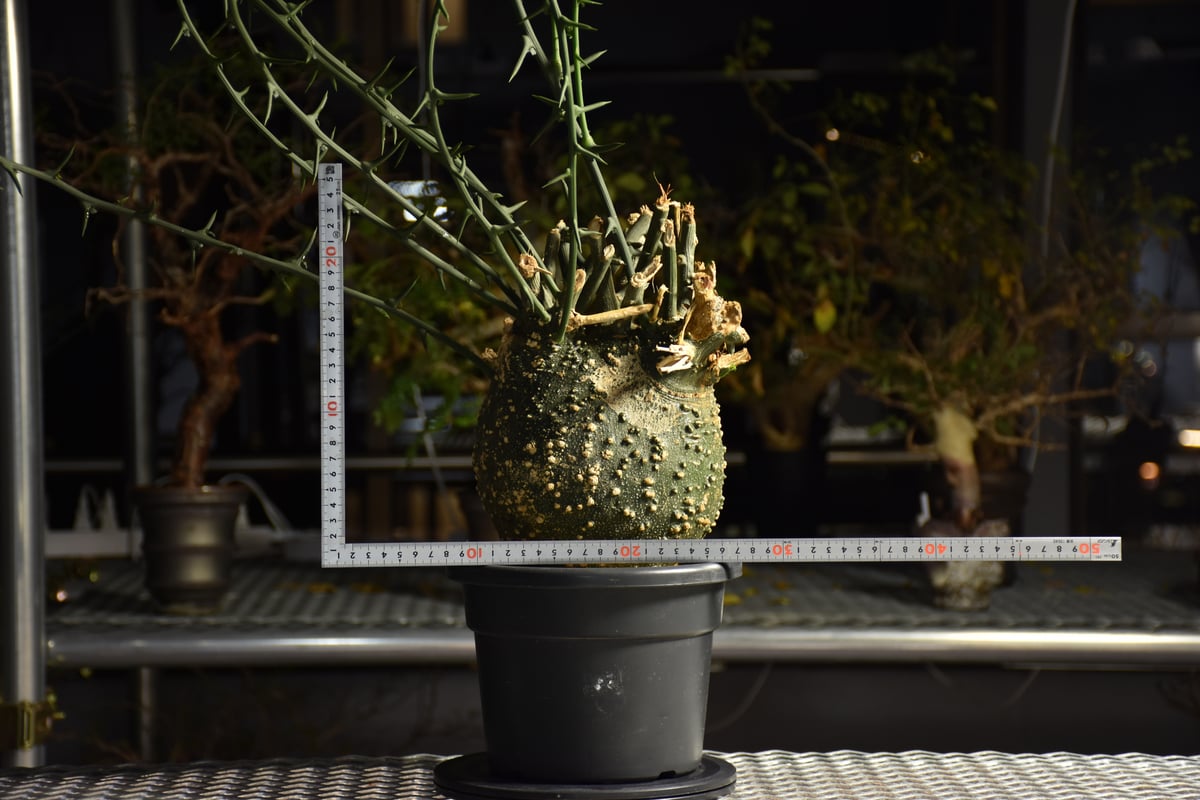 アデニア グロボーサ　現地株　週末セール アデニア グロボーサ 現地株 週末セール