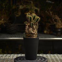Euphorbia mlanjeana ユーフォルビア ムランジーナ 発根済現地株 I40 |