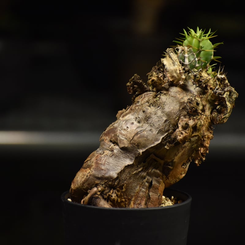 Euphorbia mlanjeana ユーフォルビア ムランジーナ 発根済現地株 I38 |