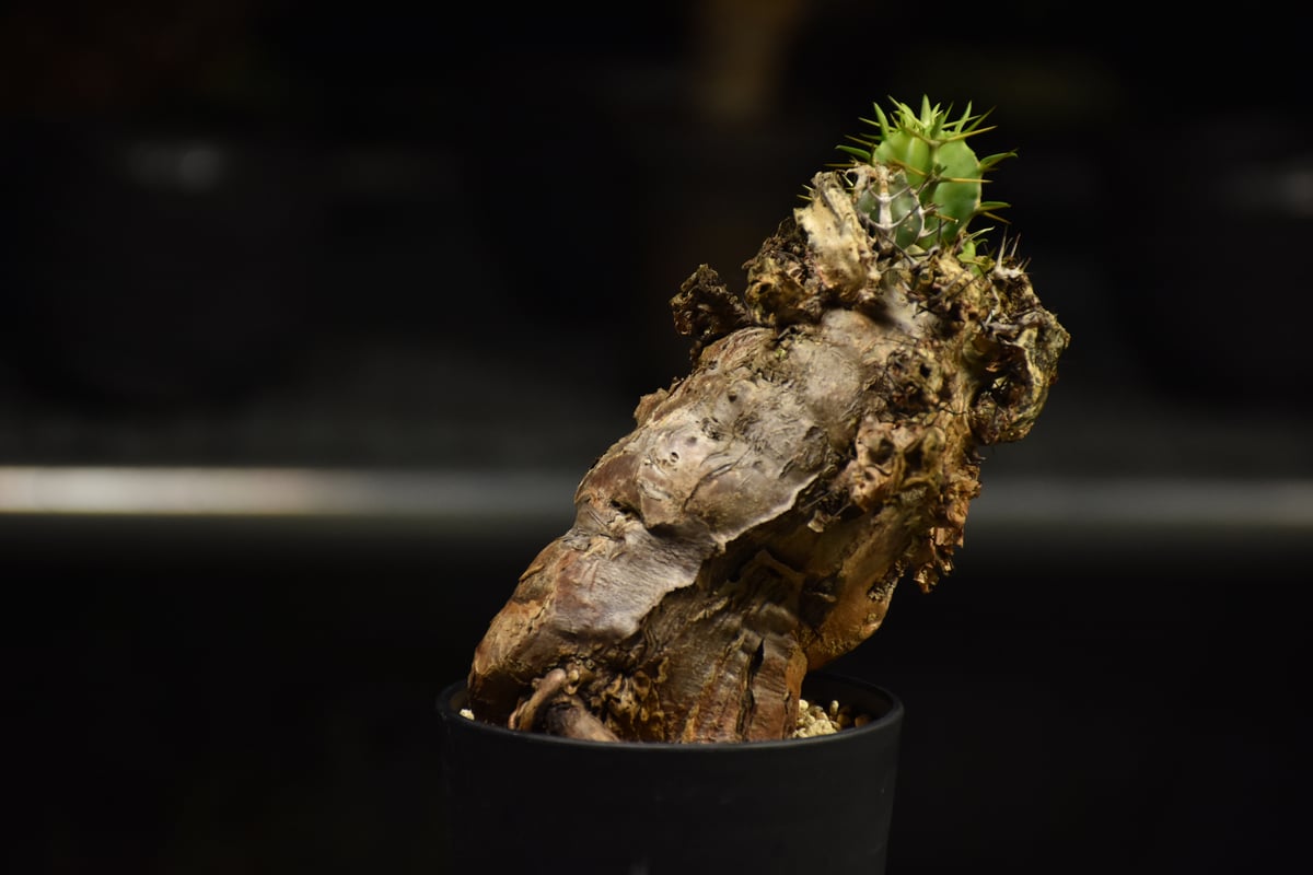 Euphorbia mlanjeana ユーフォルビア ムランジーナ 発根済現地株 I38 |