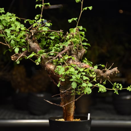 Commiphora Boranensis　コミフォラ ボラネンシス　発根済現地株 F24