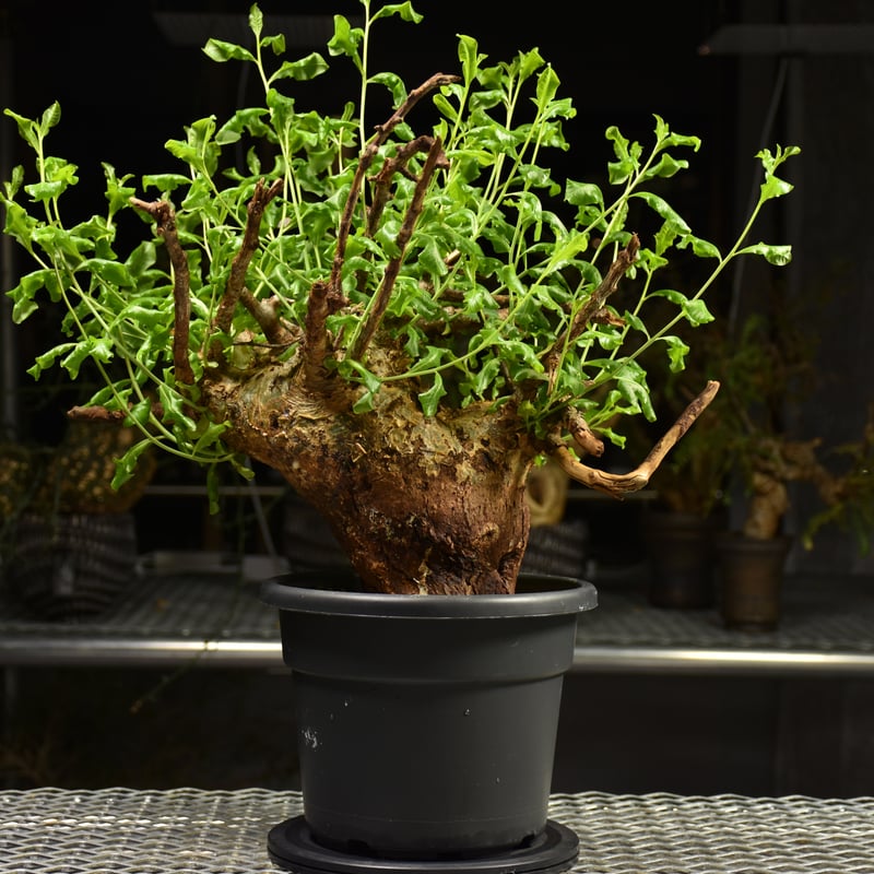 Commiphora glaucescens コミフォラ グラウケスケンス 発根済現地株 F2