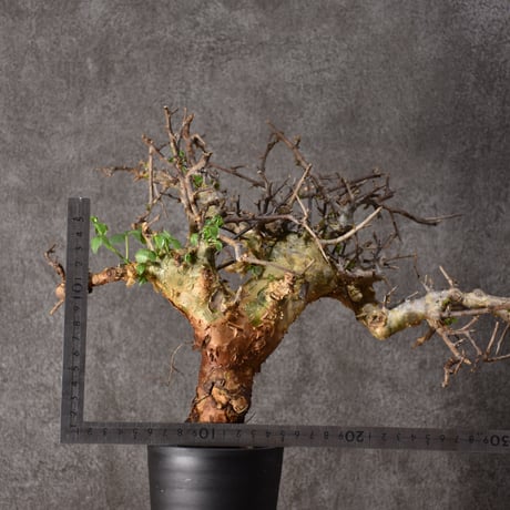 Commiphora cyclophira コミフォラ シクロフィラ 発根済現地株 #2