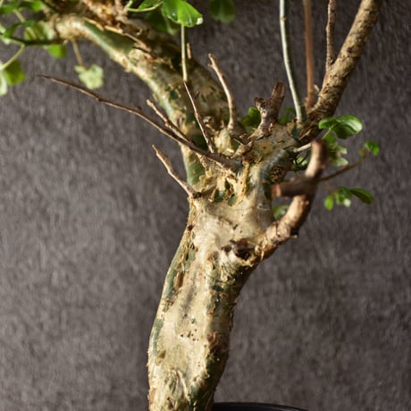 Commiphora campestris var. campestris コミフォラ カンペストリス 発根済現地株 #1