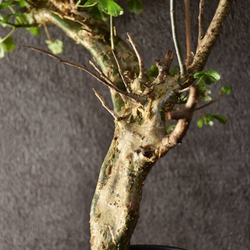 Commiphora campestris var. campestris コミフォラ カンペ