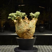 Pachypodium namaquanum パキポディウム ナマクアナム 発根済現地株 #1