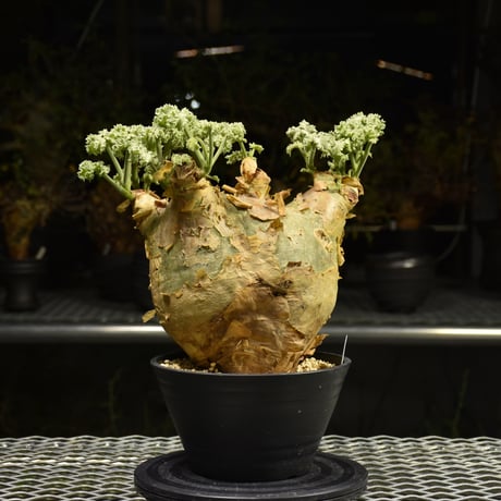 【週末限定SALE】キフォステンマ ウター マクロプス 現地球 キフォステンマ マクロプス Cyphostemma uter var. macropus